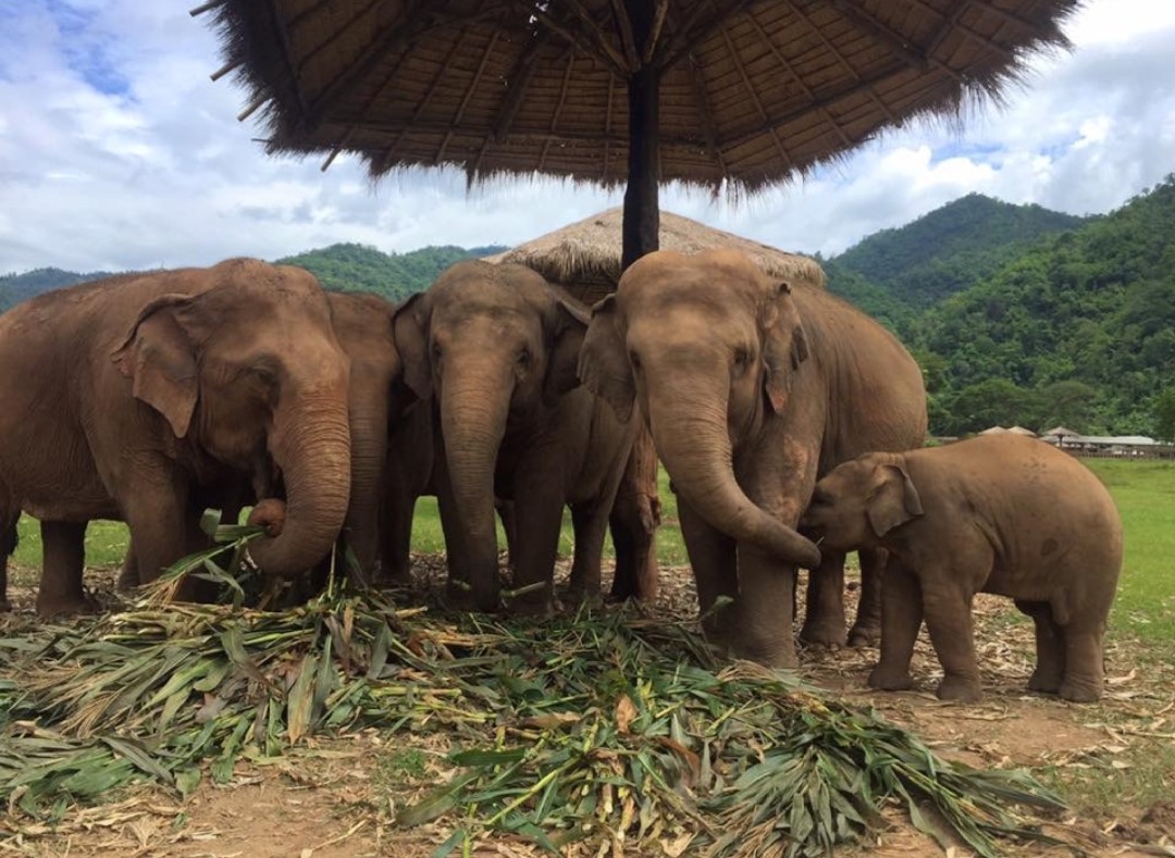 CHIANG MAI